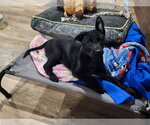 Small #1 Labrador Retriever Mix