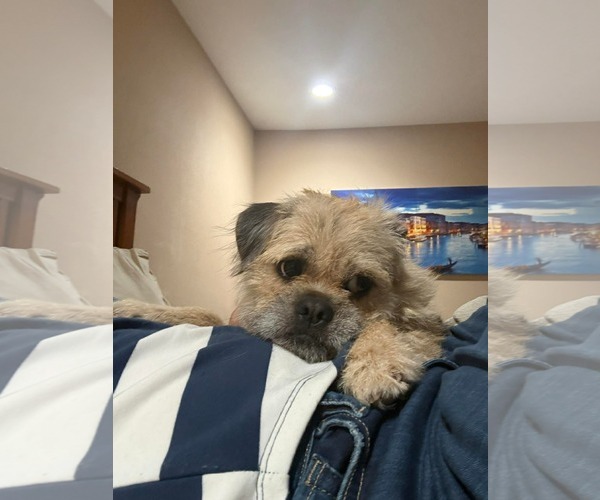 Medium Photo #2 Brussels Griffon Puppy For Sale in Menifee, CA, USA