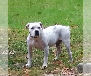 American Bulldog Dogs for adoption in GASTON, SC, USA