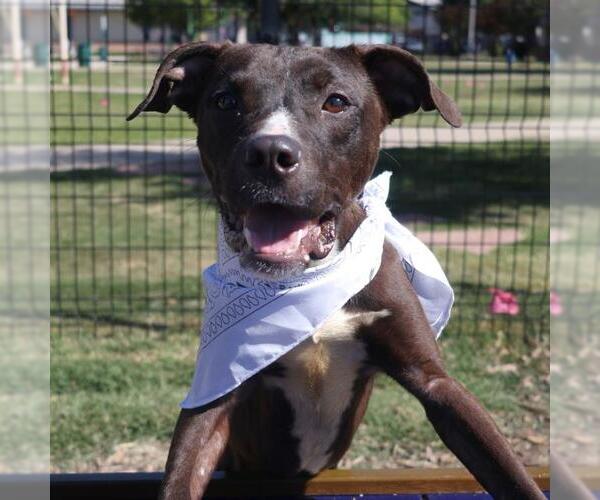 Medium Photo #1 Mutt Puppy For Sale in San Antonio, TX, USA