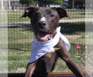 Mutt Dogs for adoption in San Antonio, TX, USA
