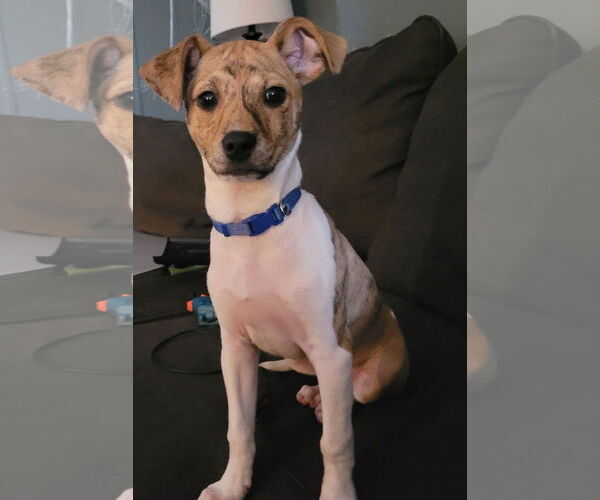 Medium Photo #2 Chihuahua-Unknown Mix Puppy For Sale in New London, WI, USA