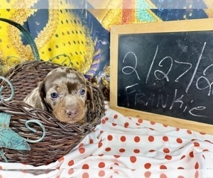 Dachshund Puppy for Sale in CASSVILLE, Missouri USA