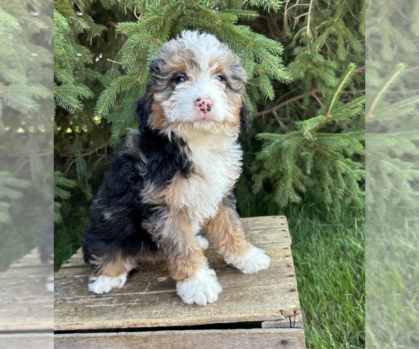 Medium Photo #5 Bernedoodle (Miniature) Puppy For Sale in MIDDLEBURY, IN, USA