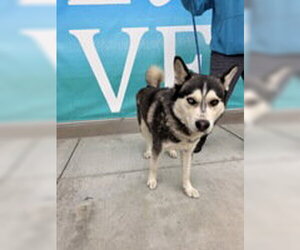 Siberian Husky Dogs for adoption in Salinas, CA, USA