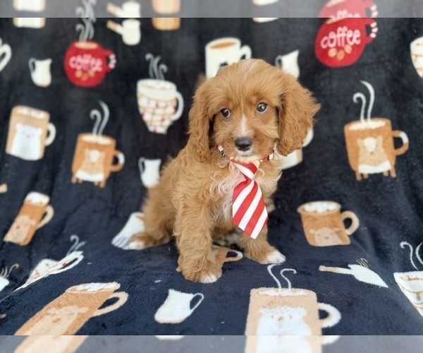 Medium Photo #5 Cavapoo (Standard) Puppy For Sale in LAKELAND, FL, USA