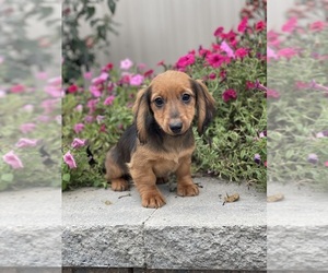 Dachshund Puppy for sale in CANOGA, NY, USA