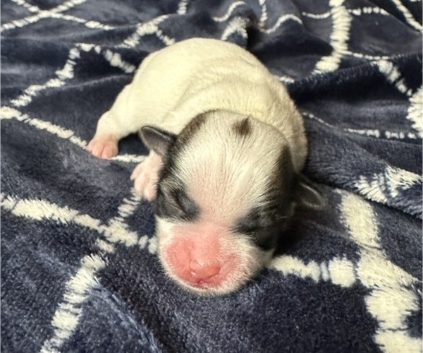 Medium Photo #2 Mal-Shi Puppy For Sale in ROGERS, MN, USA