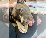 Small #14 American Pit Bull Terrier-American Staffordshire Terrier Mix