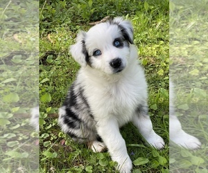Australian Shepherd Dogs for adoption in BLUE ASH, OH, USA