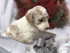 Puppy 7 Goldendoodle