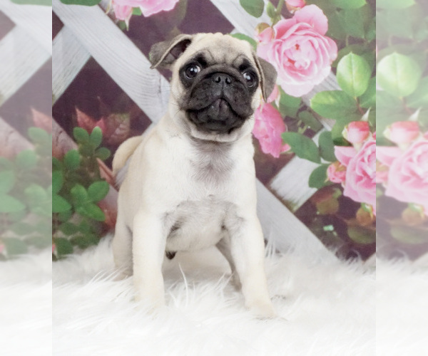 Medium Photo #2 Pug Puppy For Sale in WARSAW, IN, USA