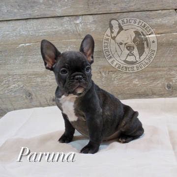 Medium Photo #1 French Bulldog Puppy For Sale in VERNAL, UT, USA