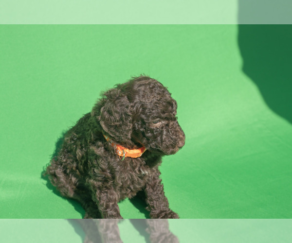 Medium Photo #1 Poodle (Standard) Puppy For Sale in STATESVILLE, NC, USA