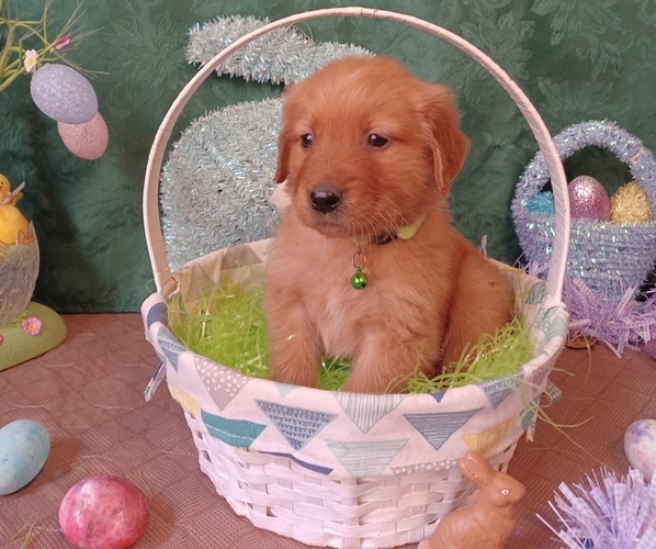 Medium Photo #16 Golden Retriever Puppy For Sale in EARLY BRANCH, SC, USA