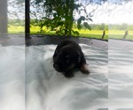 Small #2 Doberman Pinscher-German Shepherd Dog Mix
