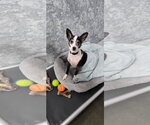 Mario - Male Rat Terrier Dog for Adoption - Small photo