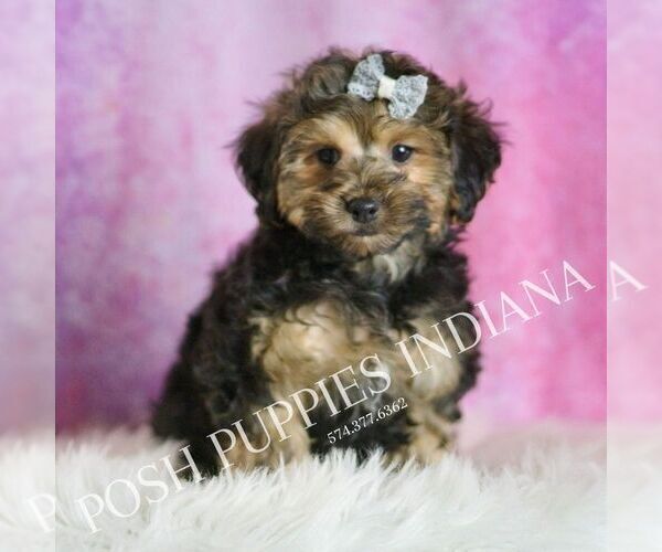 Medium Photo #1 Yorkipoo Puppy For Sale in WARSAW, IN, USA