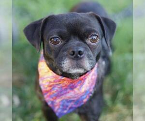 Pug-Unknown Mix Dogs for adoption in San Antonio, TX, USA
