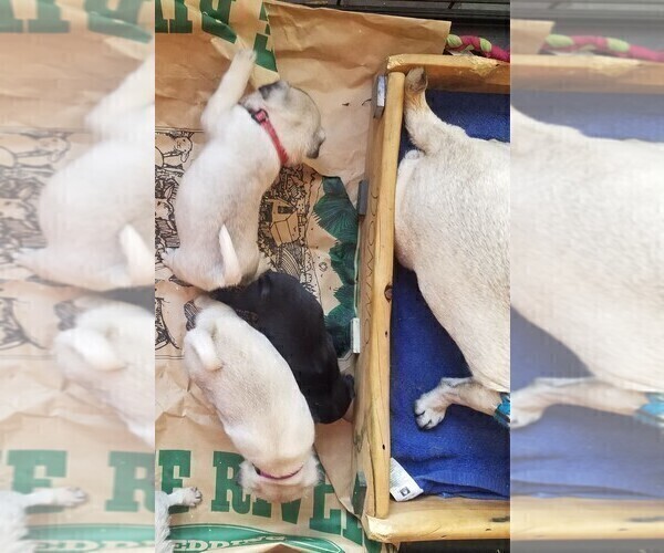 Medium Photo #2 Pug Puppy For Sale in LYNDON CENTER, VT, USA