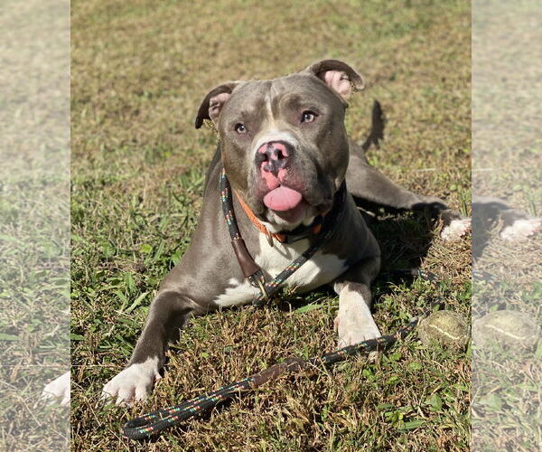 Medium Photo #10 American Pit Bull Terrier-Unknown Mix Puppy For Sale in Virginia Beach, VA, USA