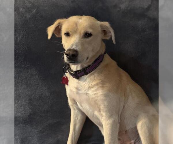 Medium Photo #4 Collie-Labrador Retriever Mix Puppy For Sale in San Diego, CA, USA