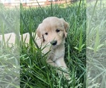 Small Photo #6 Golden Retriever Puppy For Sale in GASTONIA, NC, USA