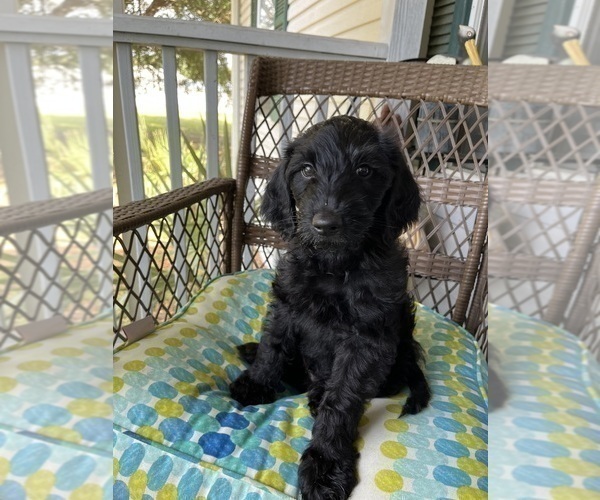 Medium Photo #1 Double Doodle Puppy For Sale in SATSUMA, FL, USA