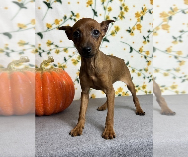 Medium Photo #3 Miniature Pinscher Puppy For Sale in MARTINSVILLE, IN, USA