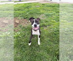 Small #1 American Staffordshire Terrier