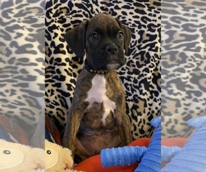 Boxer Puppy for Sale in LANSING, Michigan USA