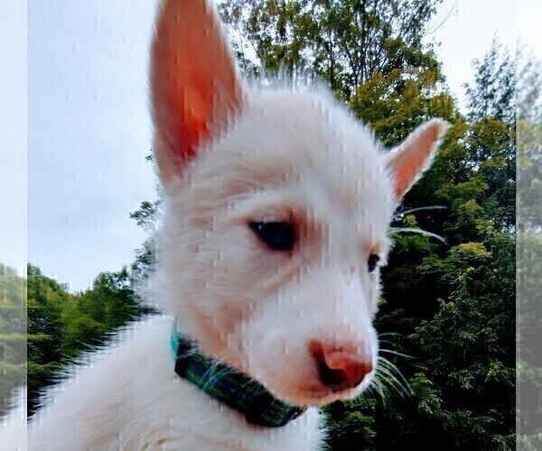 Medium Photo #3 Siberian Husky Puppy For Sale in DANBY, VT, USA