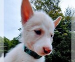 Small Photo #3 Siberian Husky Puppy For Sale in DANBY, VT, USA