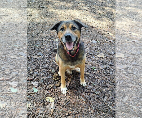 Medium Photo #4 Mutt Puppy For Sale in Clarkesville, GA, USA