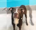 Small Labrador Retriever Mix