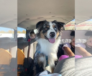 Australian Shepherd Puppy for sale in BROWNSTOWN TOWNSHIP, MI, USA