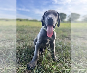 Great Dane Dog for Adoption in FORT SCOTT, Kansas USA