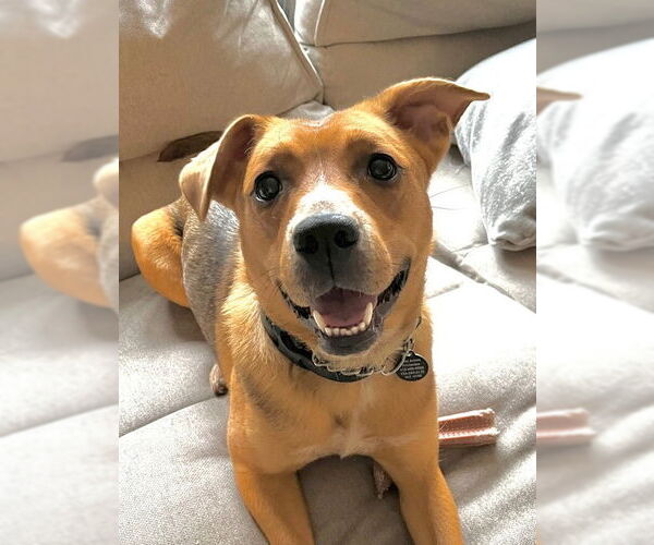 Medium Photo #1 Labrador Retriever-Unknown Mix Puppy For Sale in Springdale, PA, USA