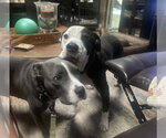 Small Photo #9 Mutt Puppy For Sale in Mount Laurel, NJ, USA
