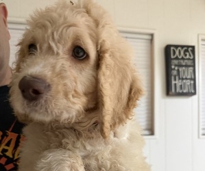 Goldendoodle Puppy for Sale in RESEDA, California USA