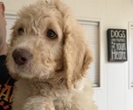 Small Goldendoodle