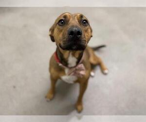 Mutt Dogs for adoption in HESPERIA, CA, USA