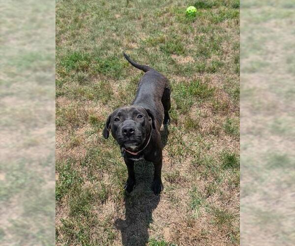 Medium Photo #1 Labrador Retriever Puppy For Sale in Forestville, MD, USA