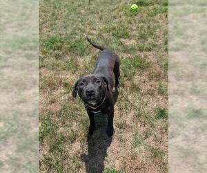 Labrador Retriever Dogs for adoption in Forestville, MD, USA