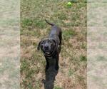 Small Labrador Retriever