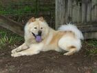 Small Photo #1 Chow Chow Puppy For Sale in FREEPORT, TX, USA