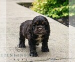 Small #2 Cocker Spaniel