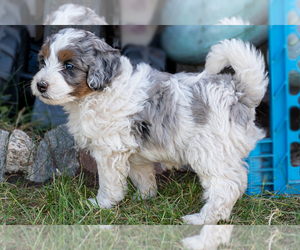 Bernedoodle (Miniature) Puppy for sale in ROY, UT, USA