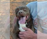 Small American Pit Bull Terrier-Chocolate Labrador retriever Mix