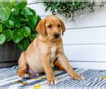 Puppy Cory Golden Retriever-Jack Russell Terrier Mix